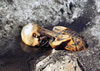 Ötzi - The Iceman discovery
