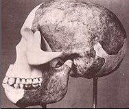 'Reconstruction' of the skull of Piltdown Man