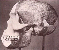 http://www.age-of-the-sage.org/archaeology/piltdown_man_skull.gif