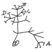 Darwin's evolutionary theory tree of life sketch of 1837