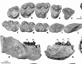 picture of the Afradapis longicristatus teeth