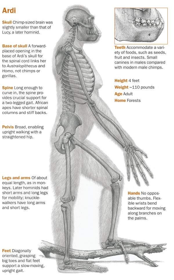 Interpretative picture of Ardi with some fleshing out of her skeletal physique