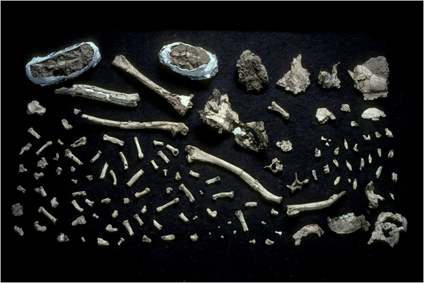 The Ardi fossil discovery bone fragments were very scattered