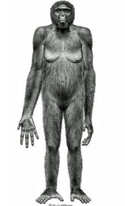 Pictures or sketched drawings of ardi a hominid ancestor based on the fossil find