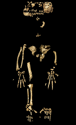 ardi_fossilized_skeleton.gif