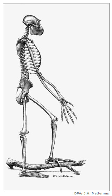 Images showing the reconstructed skeleton of Ardi