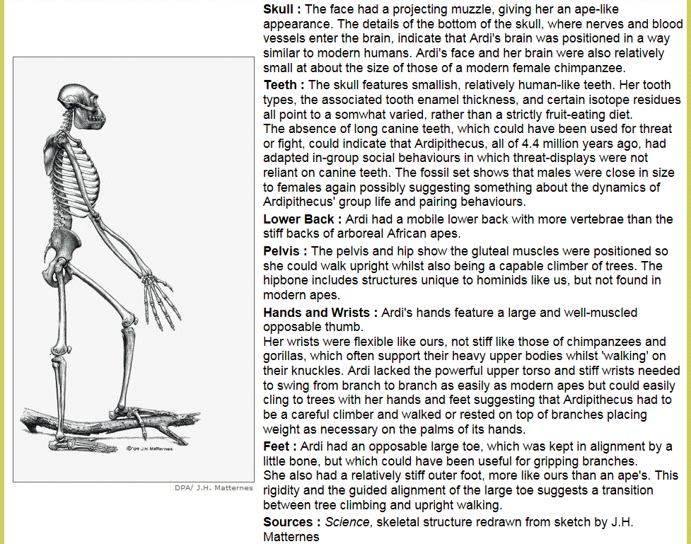 Picture of Ardi with some commentary on her skeletal physique as is about to be mentioned in the text