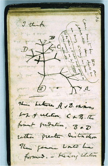 Charles Darwin's Tree of Life Sketch 1837