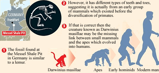 [ida darwinius masillae fossil pictures images]