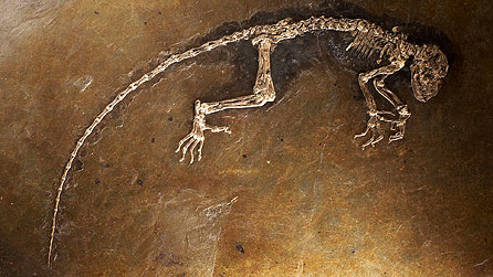 picture of the Darwinius masillae fossil