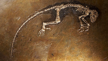 picture of the Darwinius Masillae / Ida fossil found at Messel Pit, Germany.