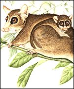 Field Museum sponsored artists Illustration, by Nancy Klaud, of an early common ancestor of the primates