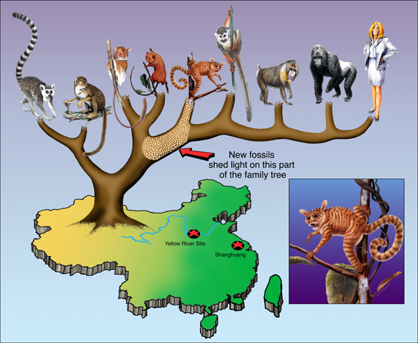 graphic showing where researchers sought to place Eosimias in terms of the Origins of Mankind.