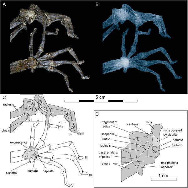 [Images of the hands and wrist of Darwinius masillae]