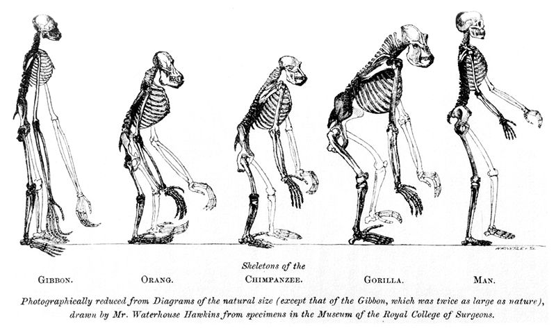 Thomas Henry Huxley human evolution theory frontispiece Ape and Human skeletons 