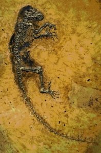 [ida earliest ancestor fossil]