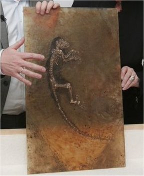 the ida fossil was encased in resin