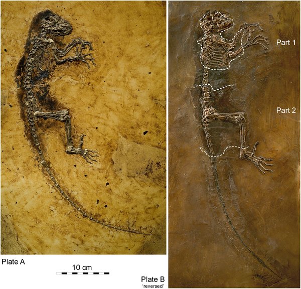 [The Ida fossil emerged from a split block of shale in 1983]