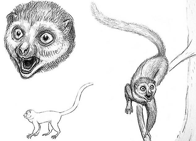 [ida transitional species sketch from fossil evidence ]
