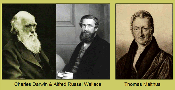 Pictures of Charles Darwin, Alfred Russel Wallace and Thomas Malthus