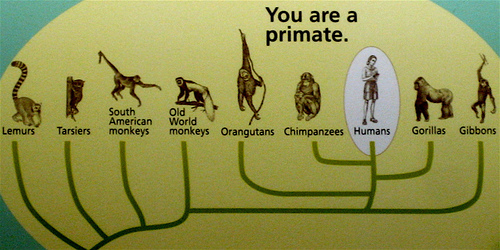 graphical representation showing a Human evolutionary family tree.