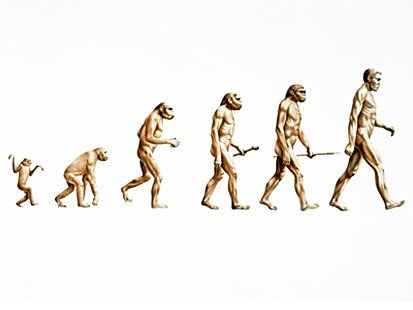graphical representation of the popularly accepted Primate Family tree and Human Evolution from monkeys to man.