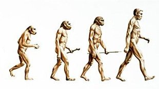 [darwinius masillae discovery and human evolution]