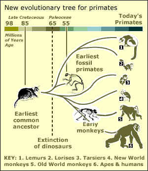 graphical representation of the Primate Family tree showing a scientific view of the origins of mankind and the apes.