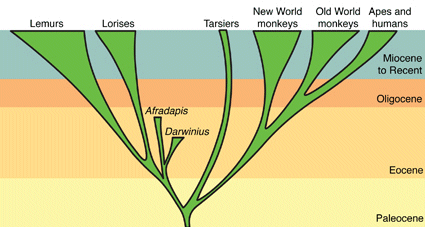 Graphical representation of the primate family tree