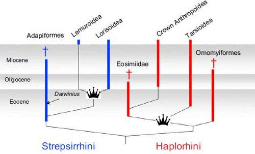 [image depicting Darwinius on a strepsirrhine evolutionary branch]
